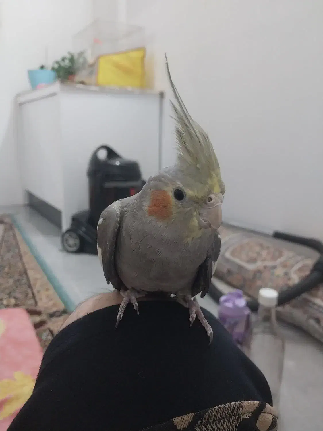 عروس هلندی|پرنده|مشهد, توس (بلوار توس)|دیوار