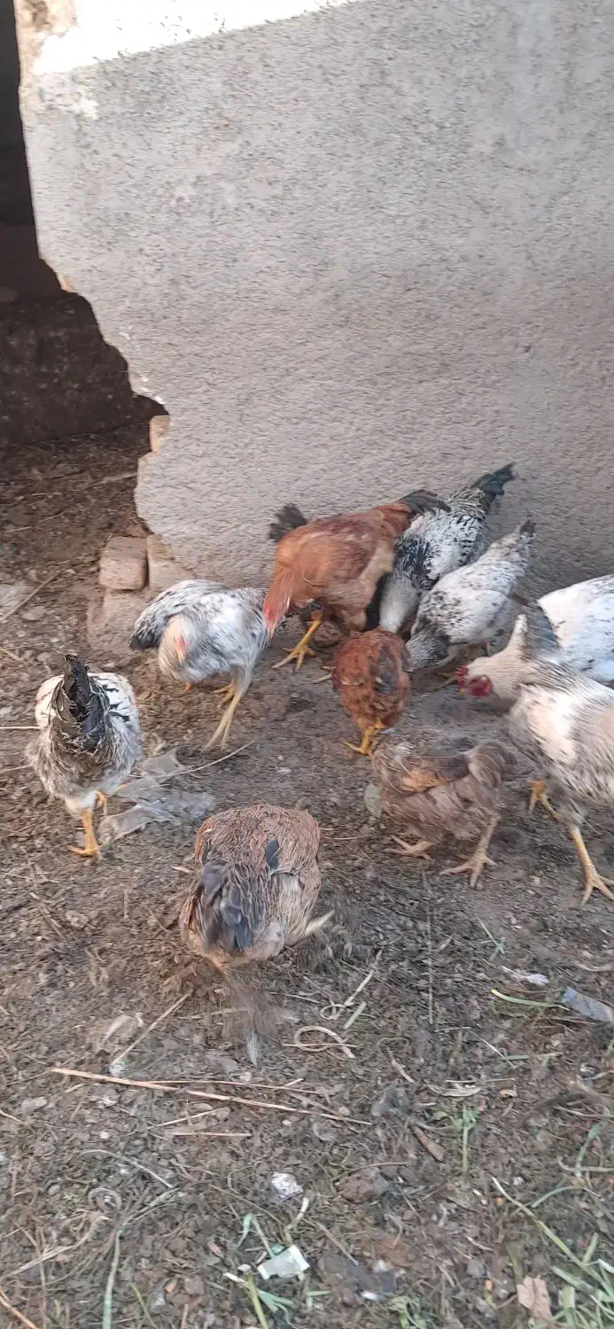 مرغ و خروس تخچه محلی|حیوانات مزرعه|نیشابور, کلاغان|دیوار