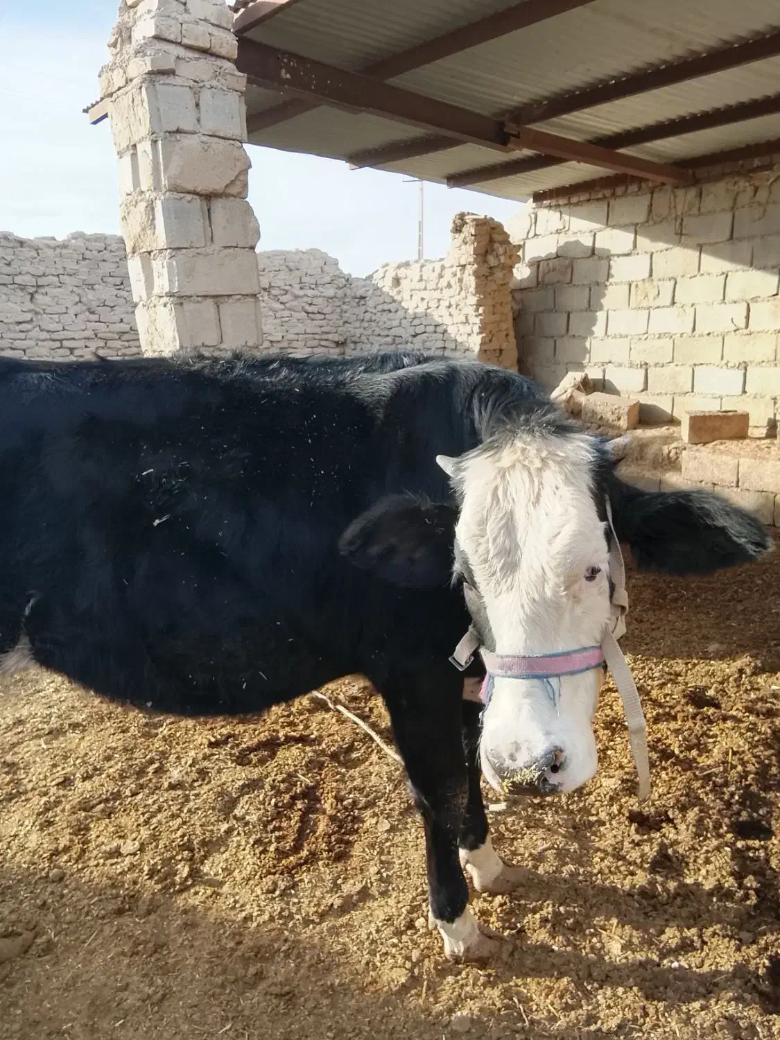 گاو فروشی|حیوانات مزرعه|زابل, |دیوار