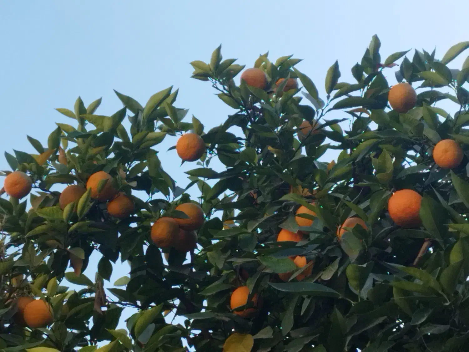 آب نارنج تازه و بهداشتی|خوردنی و آشامیدنی|داراب, |دیوار