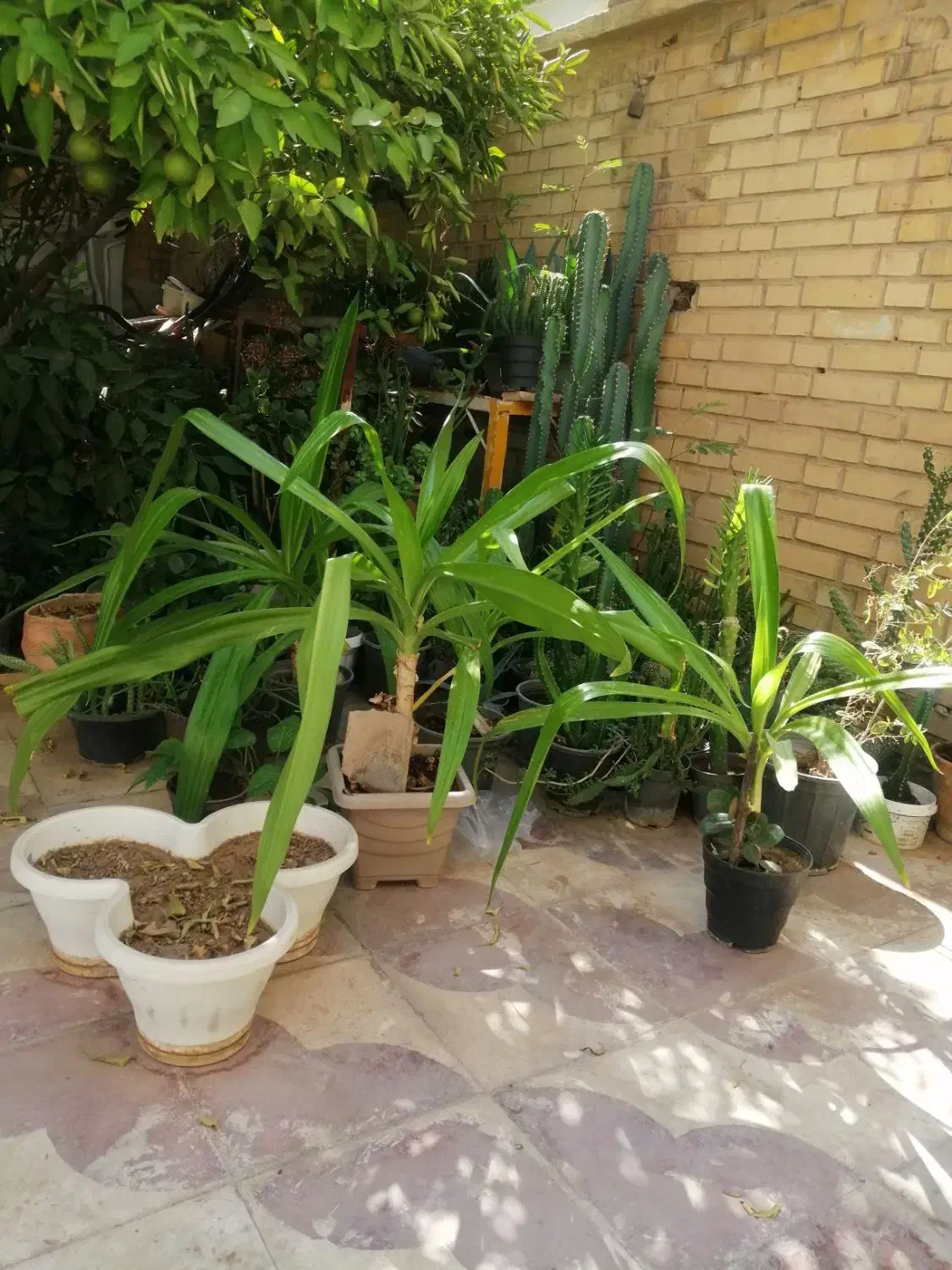 گل شاخ گوزنی|گل و گیاه طبیعی|شیراز, امام حسین|دیوار