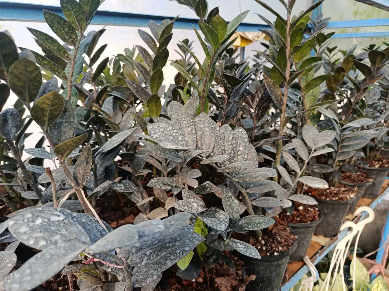 فروشی زامفولیا|گل و گیاه طبیعی|گتاب, |دیوار