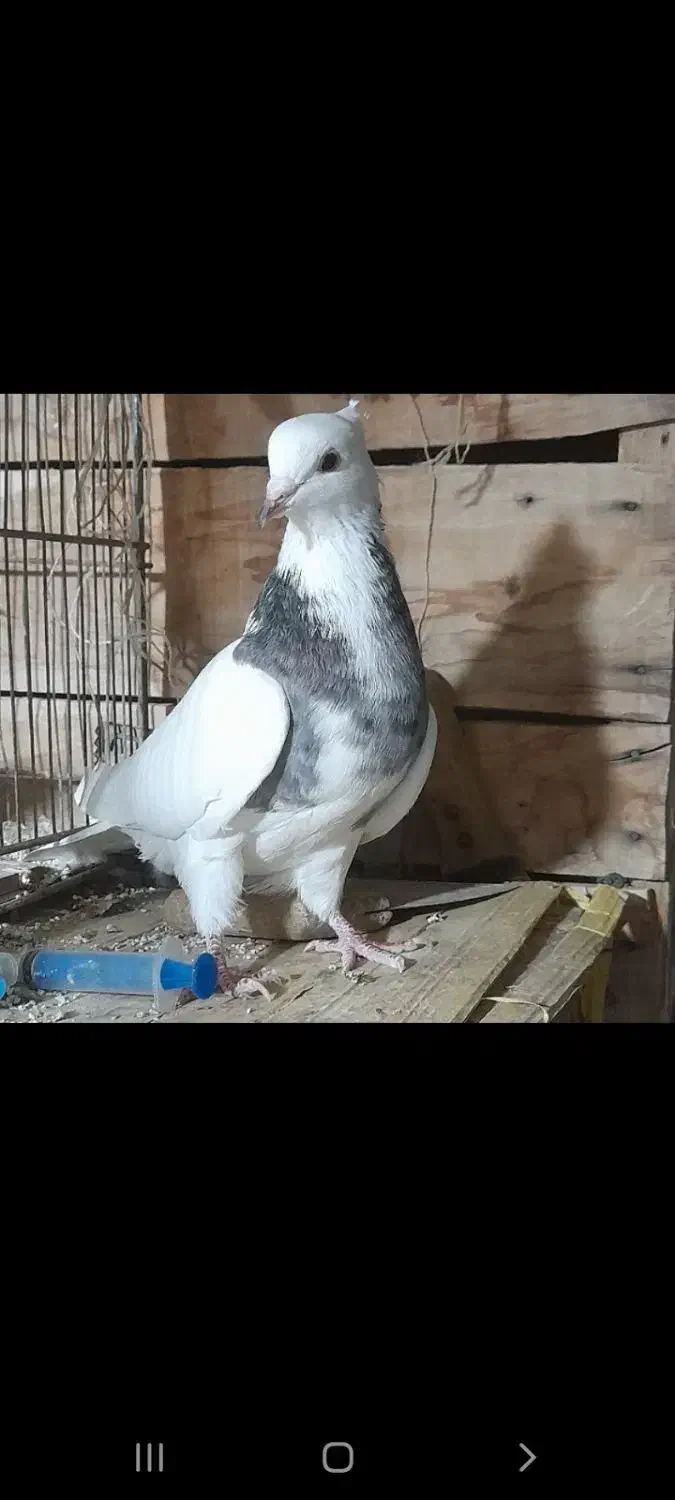 کبوتر ماده طوقی کاکلی|پرنده|بسطام, |دیوار