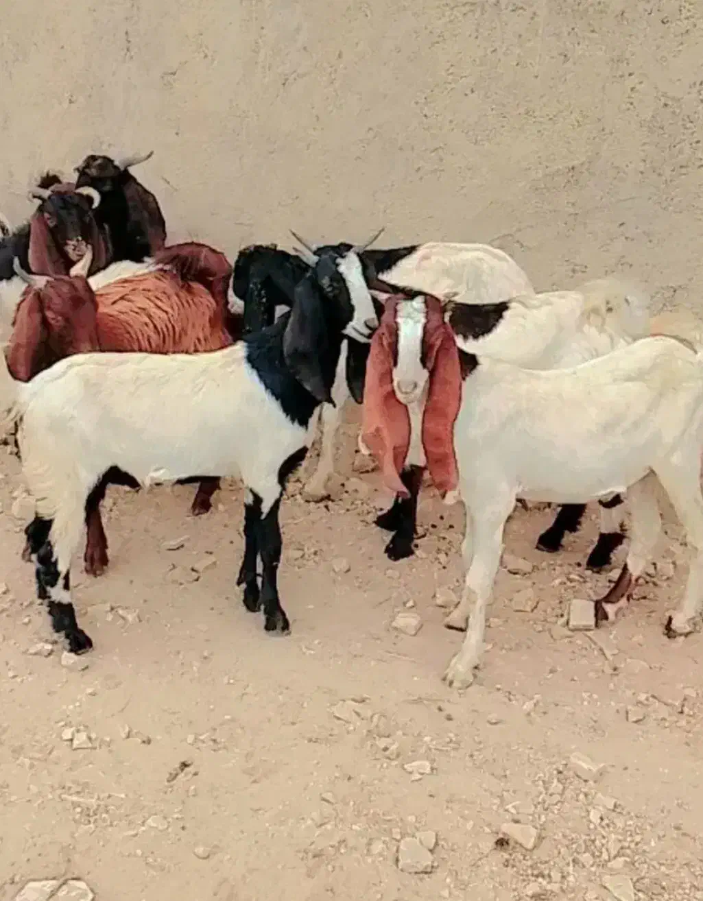 سلام ۱۰عددبز نر چنابیش|حیوانات مزرعه|کارون, |دیوار