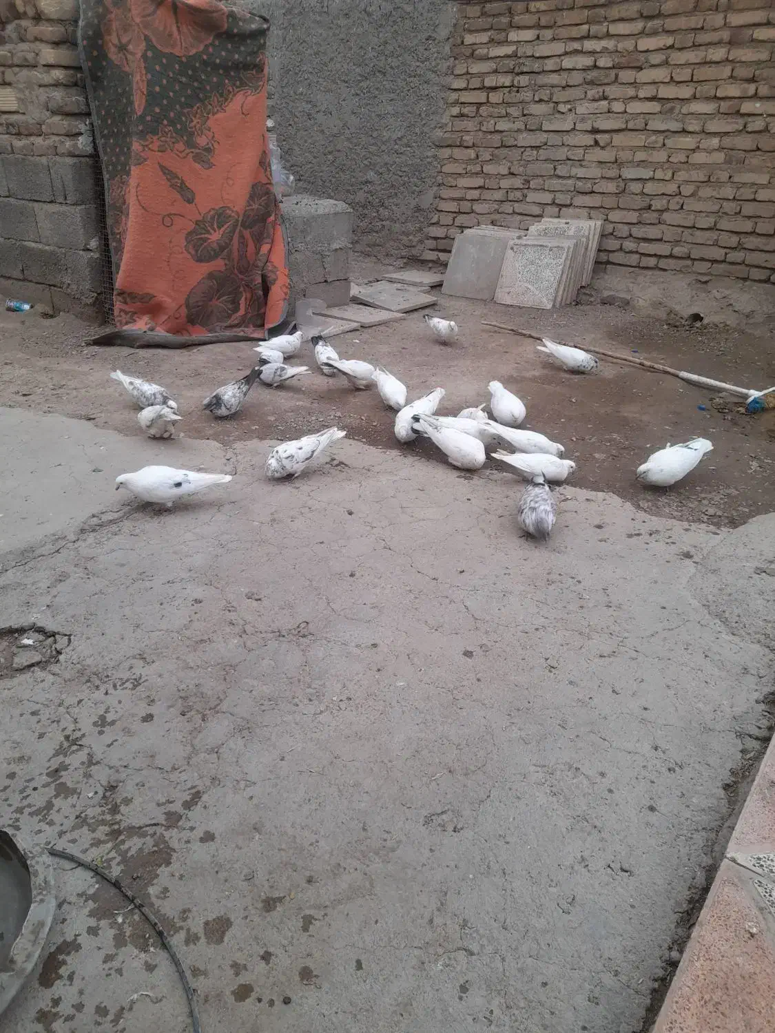 تعدادی کبوتر کله ای زاغ سفید سرور|پرنده|بافت, |دیوار