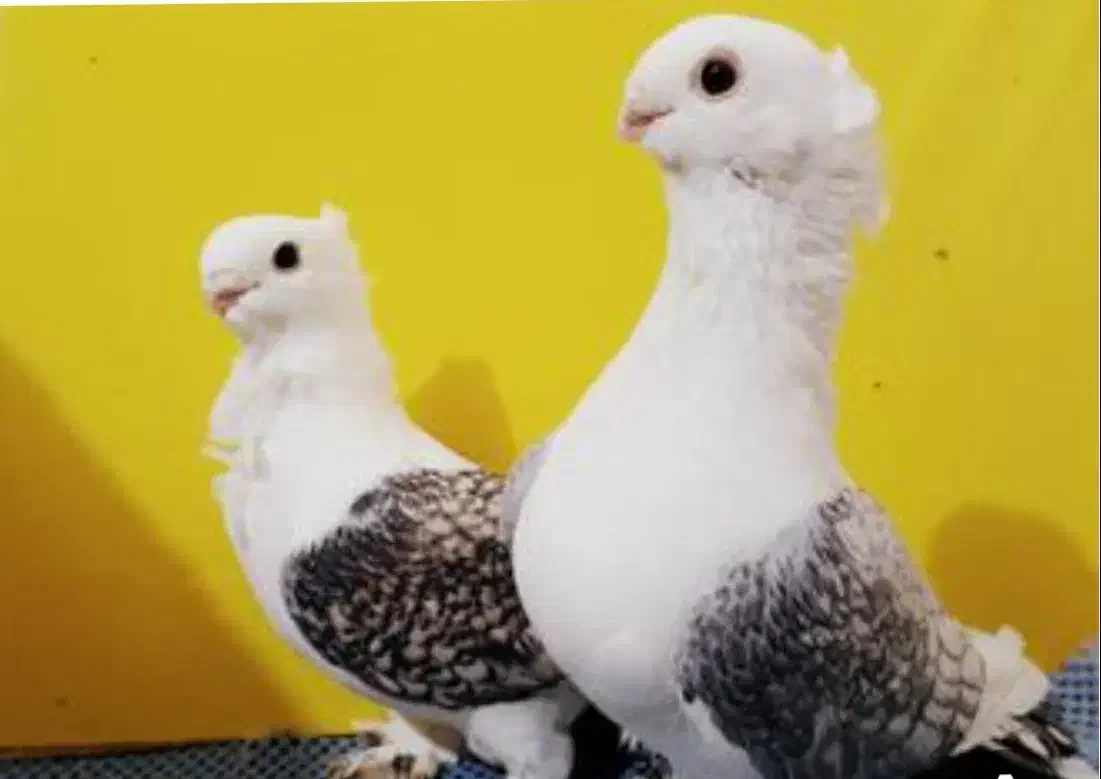 معاوضه کفتر معمولی با زینتی|پرنده|اسلامشهر, شهرک سعیدیه|دیوار