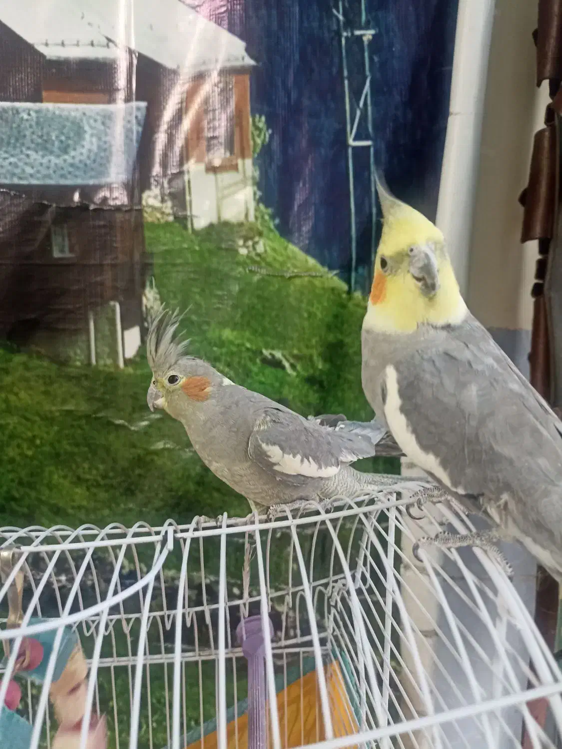 عروس هلندی|پرنده|کبودرآهنگ, |دیوار