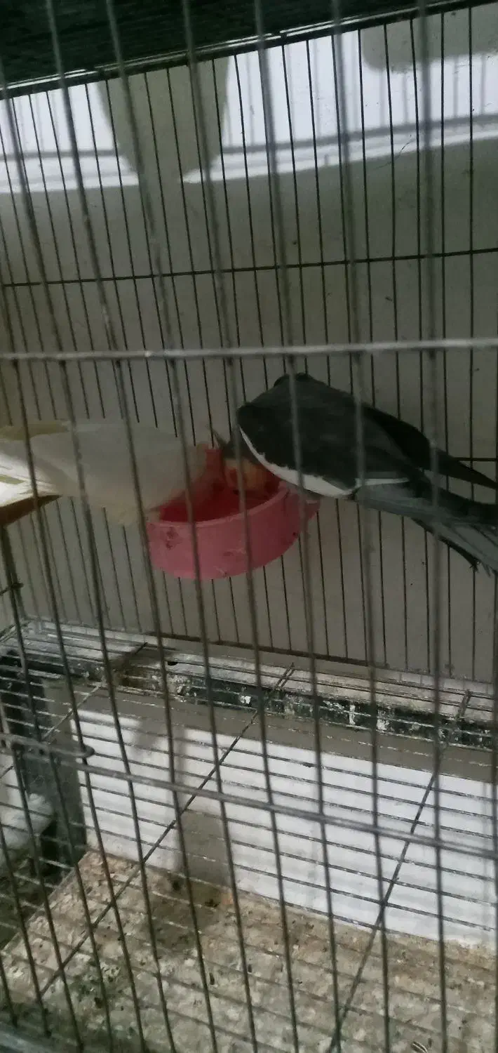 عروس هلندی مولد رو جوجه|پرنده|بجنورد, |دیوار