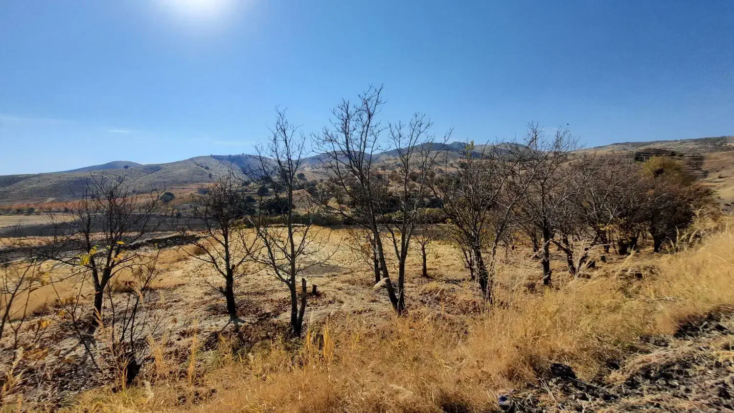 زمین کشاورزی|فروش دفتر صنعتی، کشاورزی، تجاری|کامیاران, |دیوار