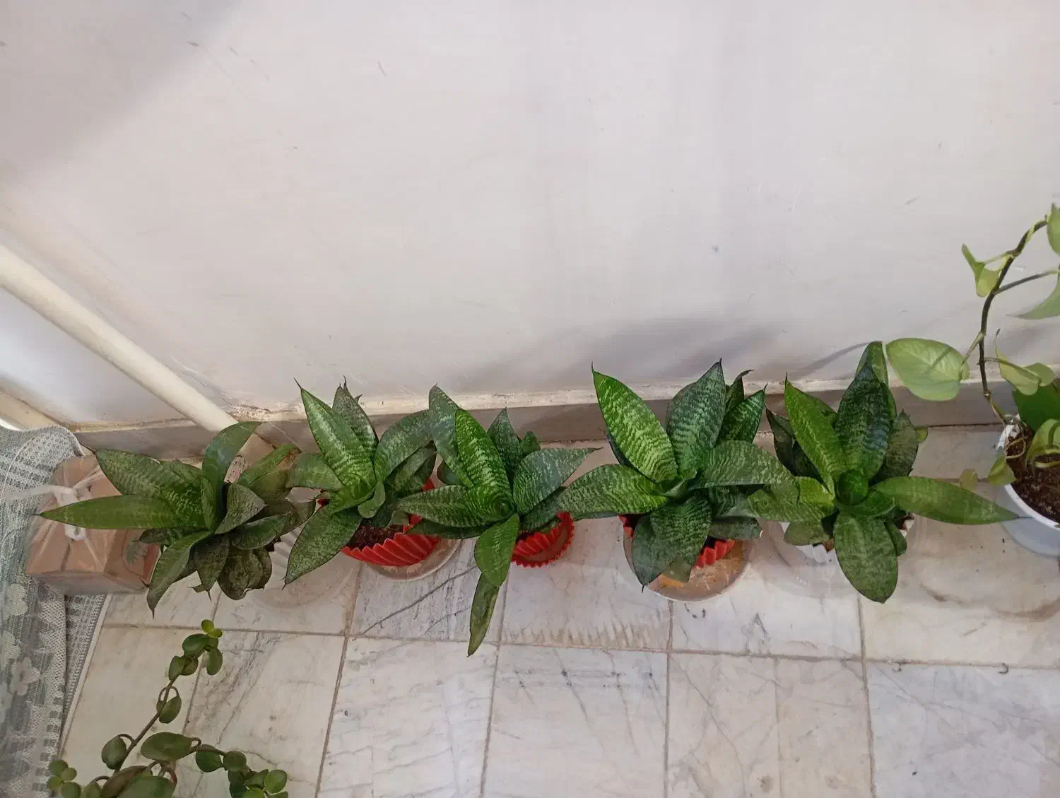 گل سنسوریا پا کوتاه|گل و گیاه طبیعی|صحنه, |دیوار