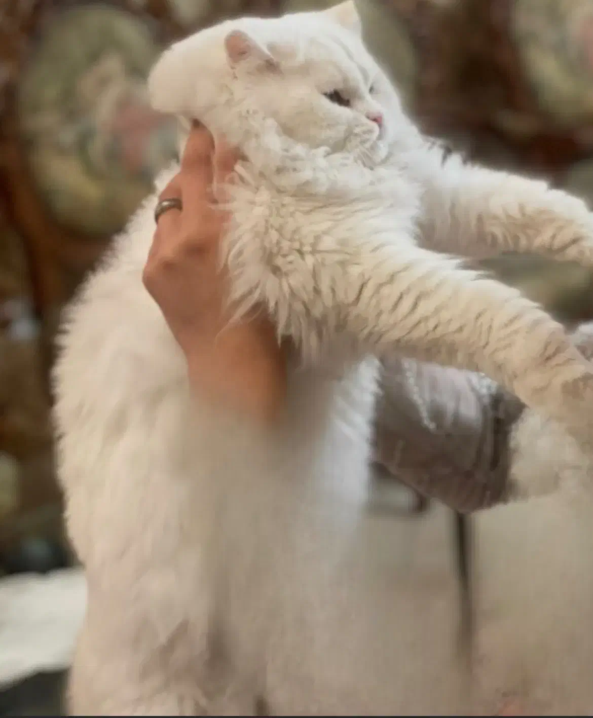 گربه پرشین|گربه|تبریز, |دیوار