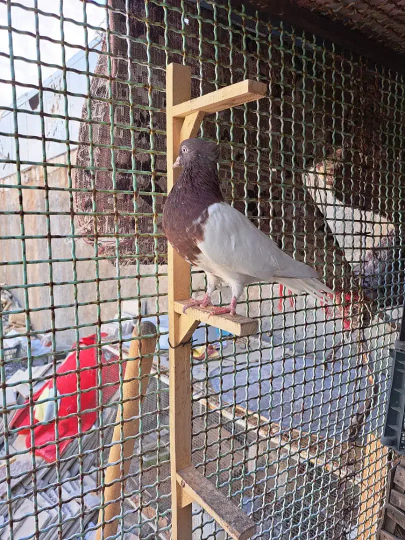 کله سرخ ماده|پرنده|علامرودشت, |دیوار