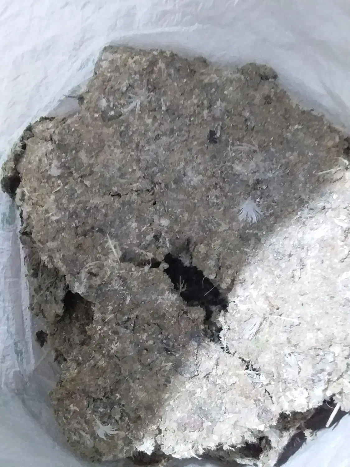 کود کبوتر|گل و گیاه طبیعی|تهران, سبلان (لشگر)|دیوار