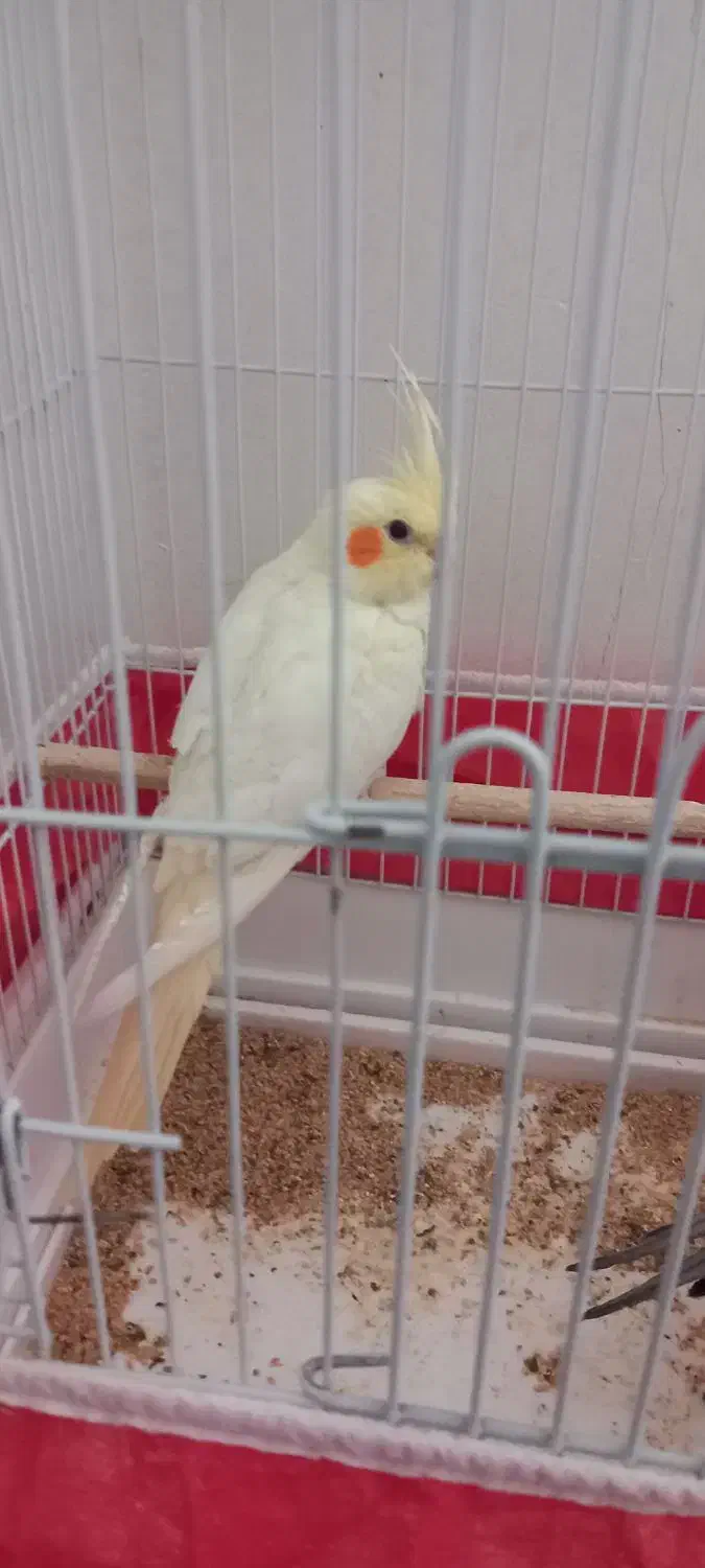 عروس هلندی زیبا دستی|پرنده|دهلران, |دیوار