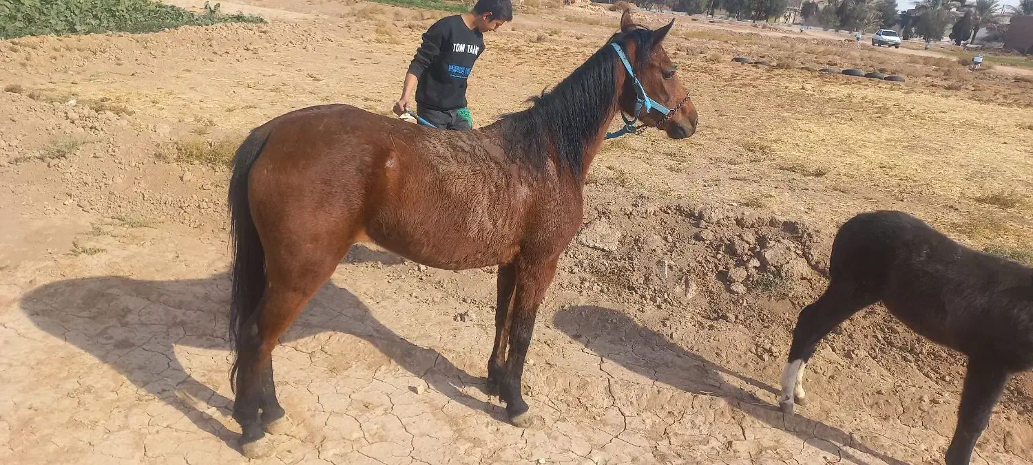 خرید و فروش اسب پالنی|اسب و تجهیزات اسبسواری|میبد, |دیوار