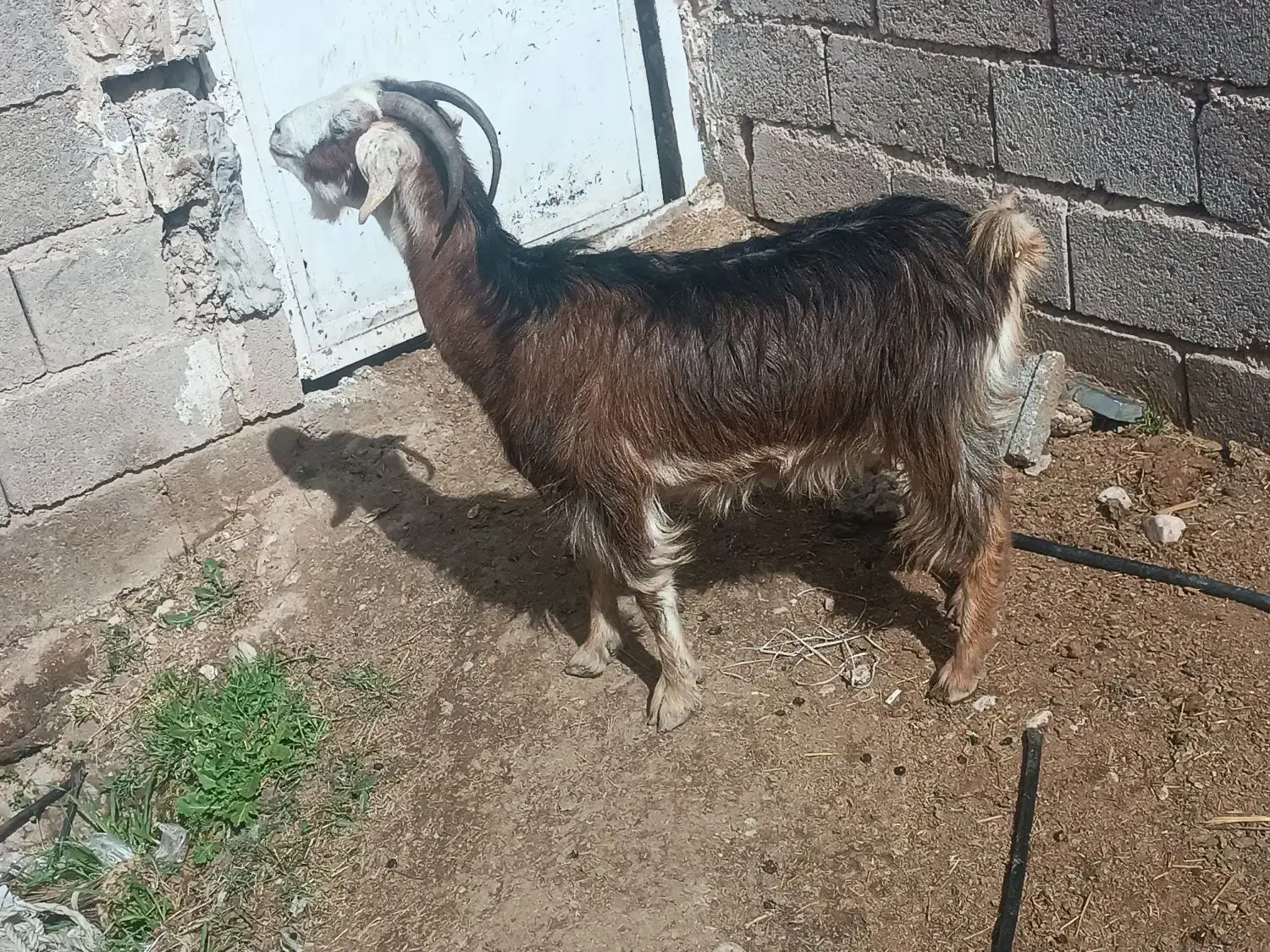 بز ابستن|حیوانات مزرعه|داراب, |دیوار