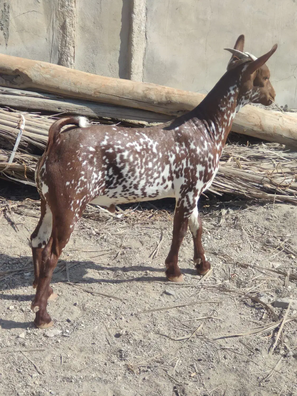 کهرنرنقشی|حیوانات مزرعه|بندرعباس, |دیوار