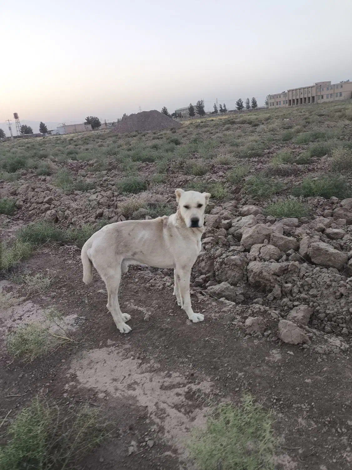 سگ رمه ای|سگ|تربت جام, معدآباد|دیوار