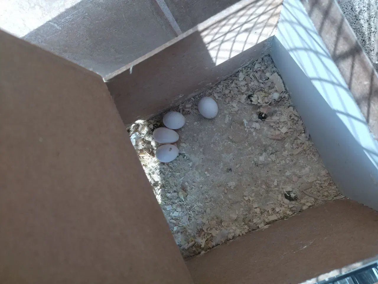 عروس هلندی|پرنده|مشهد, رضاشهر|دیوار