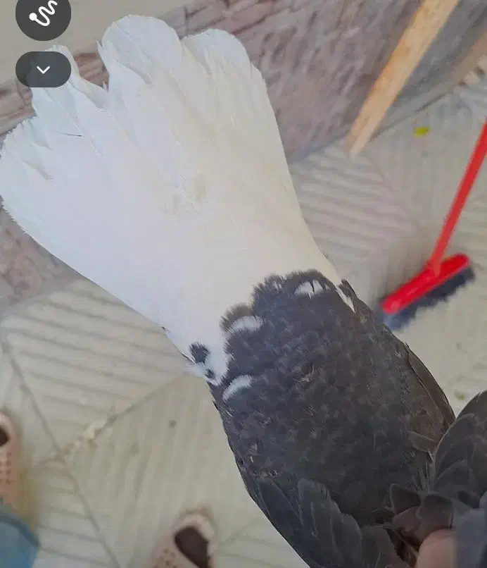 دمبی سفید ماده|حیوانات|فسا, |دیوار