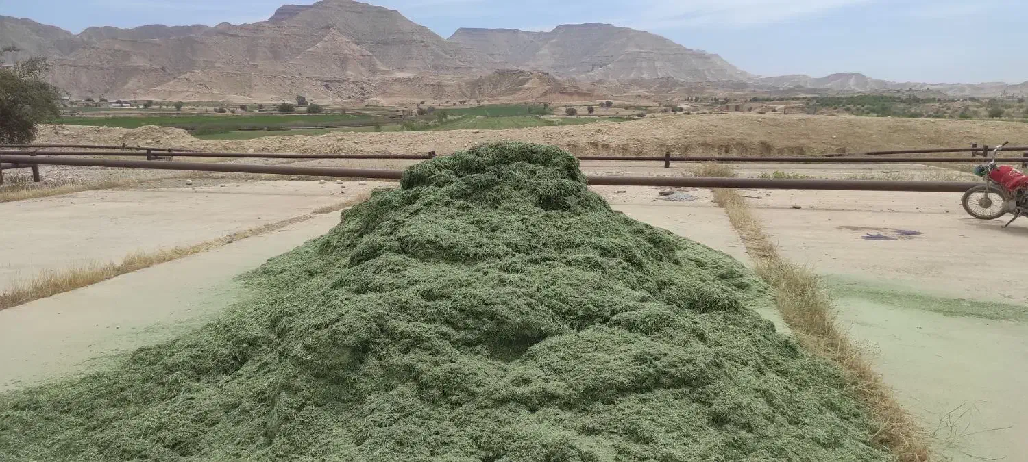 کاه یونجه سبز|حیوانات مزرعه|شهرکرد, |دیوار