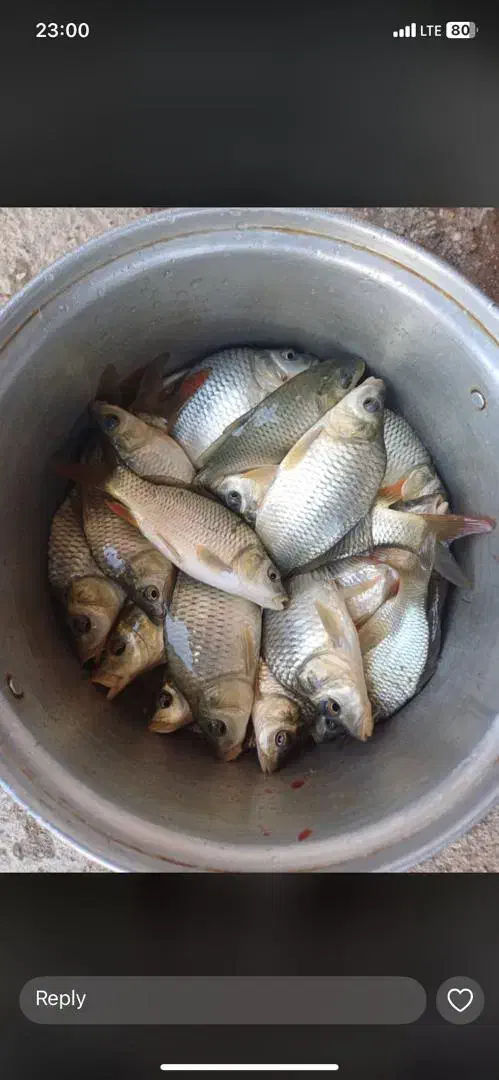 بچه ماهی کپور|ماهی|دزفول, |دیوار