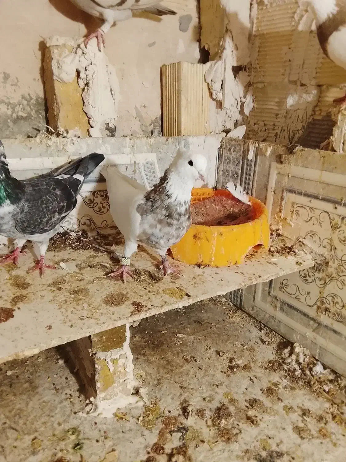 کبوتر|پرنده|سنندج, |دیوار