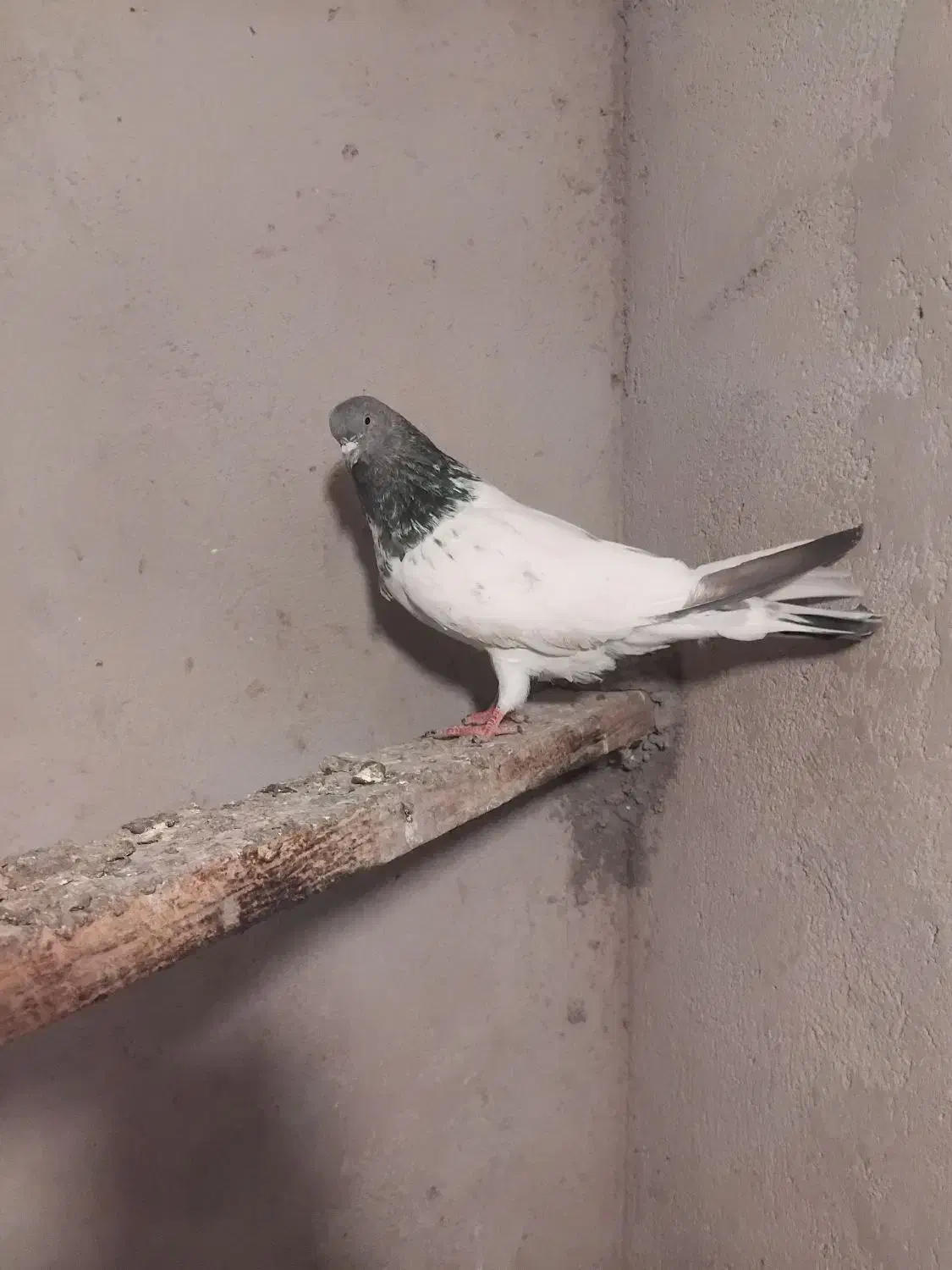 کفتر|پرنده|سهند, |دیوار