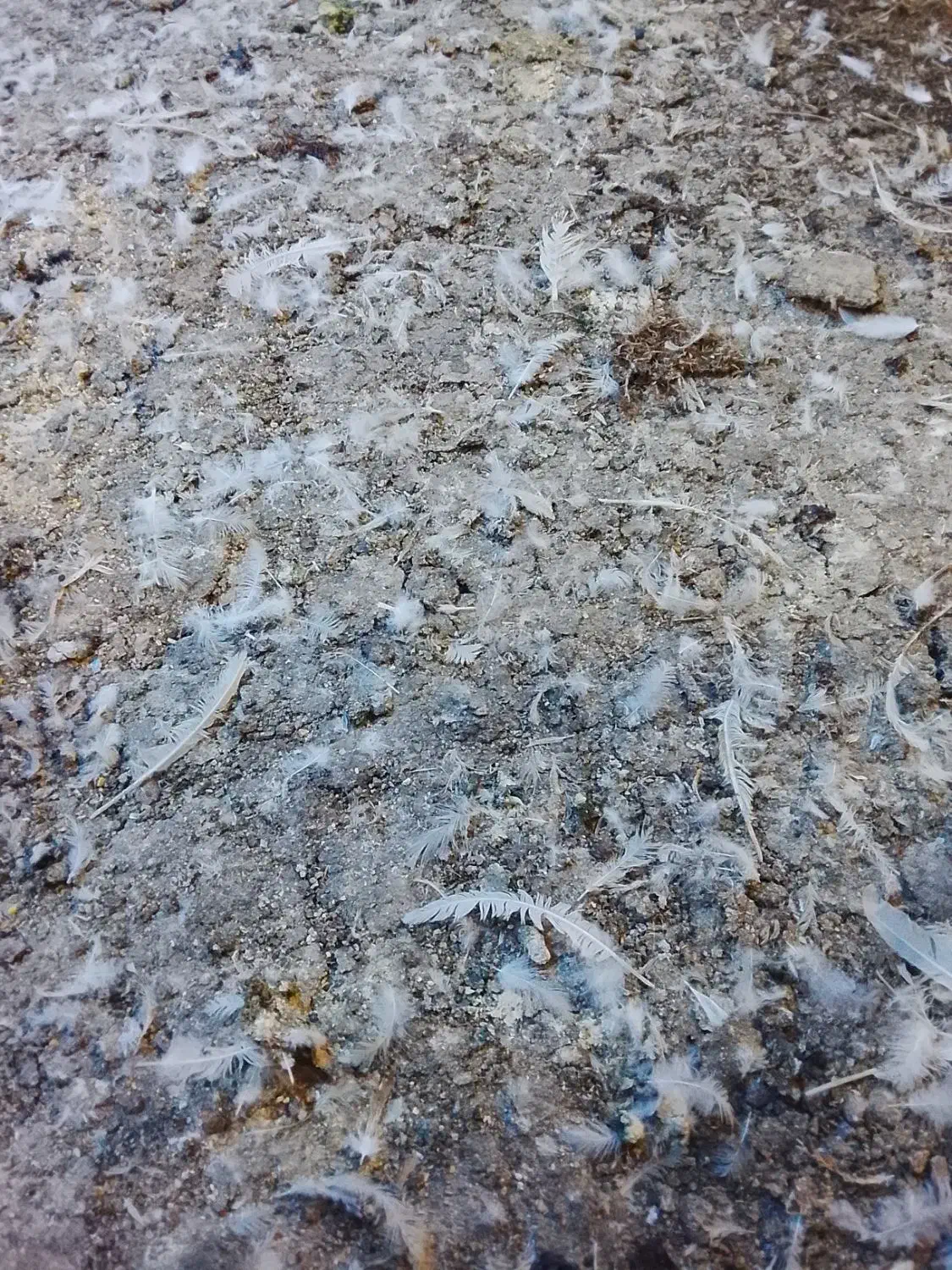 کود مرغ گوشتی|خدمات باغبانی و درختکاری|کوهپایه, |دیوار