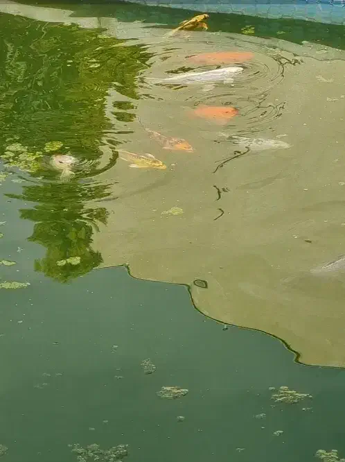 ماهی کوی|ماهی|اصفهان, بختیاردشت (شهرک پرتو)|دیوار