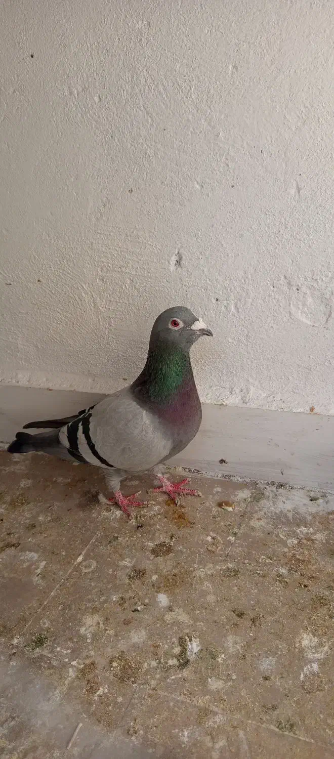 سبز آلمانی مست درشت|پرنده|قرچک, شهرک مهستان|دیوار