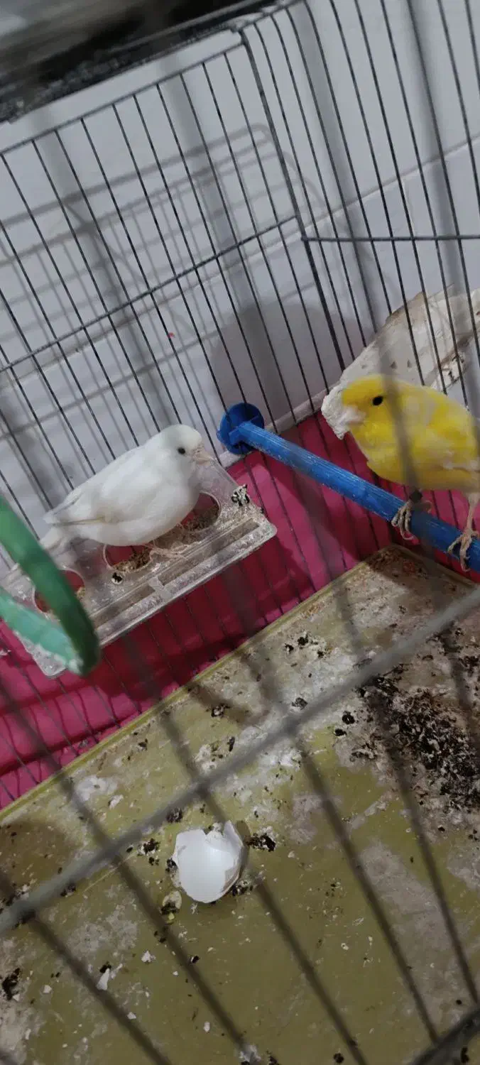 پرنده قناری|پرنده|حبیب آباد, |دیوار