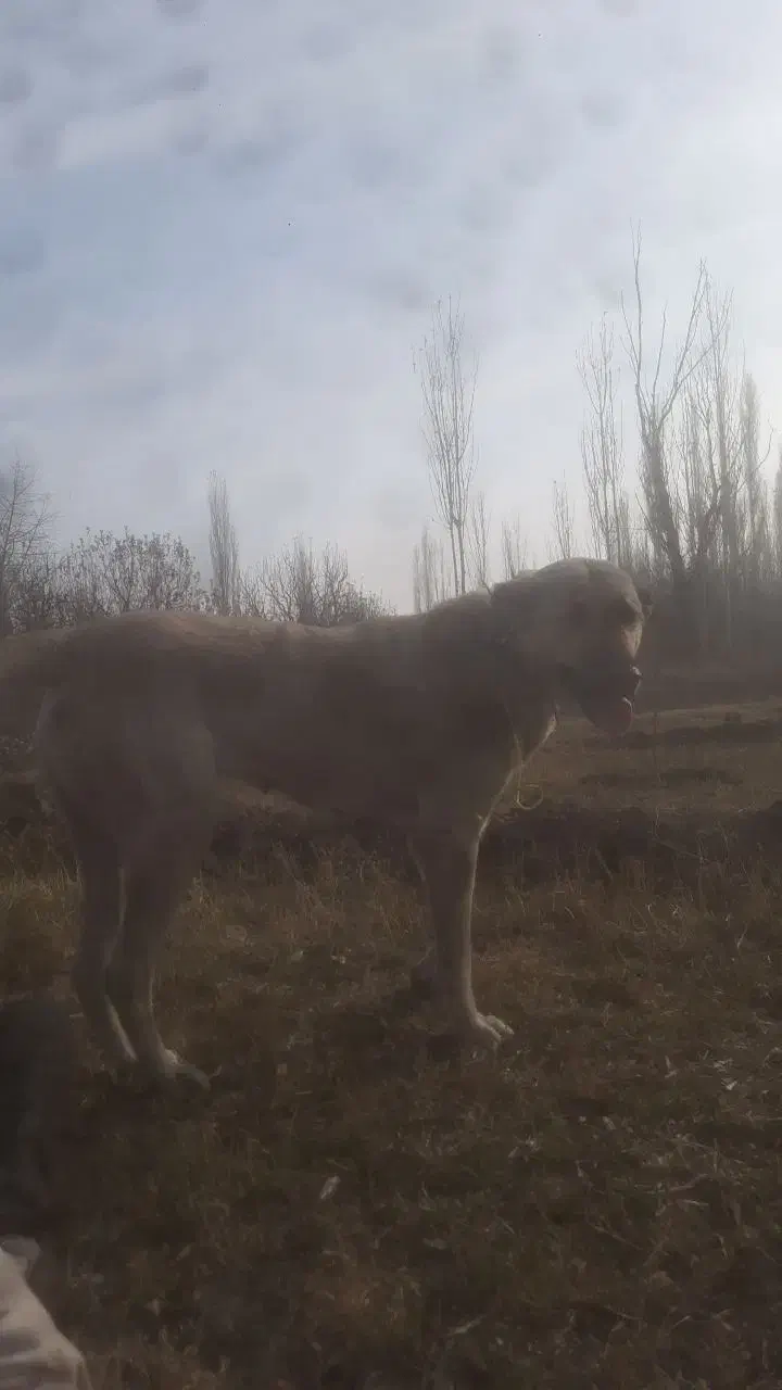 واگزاری|سگ|سلماس, |دیوار