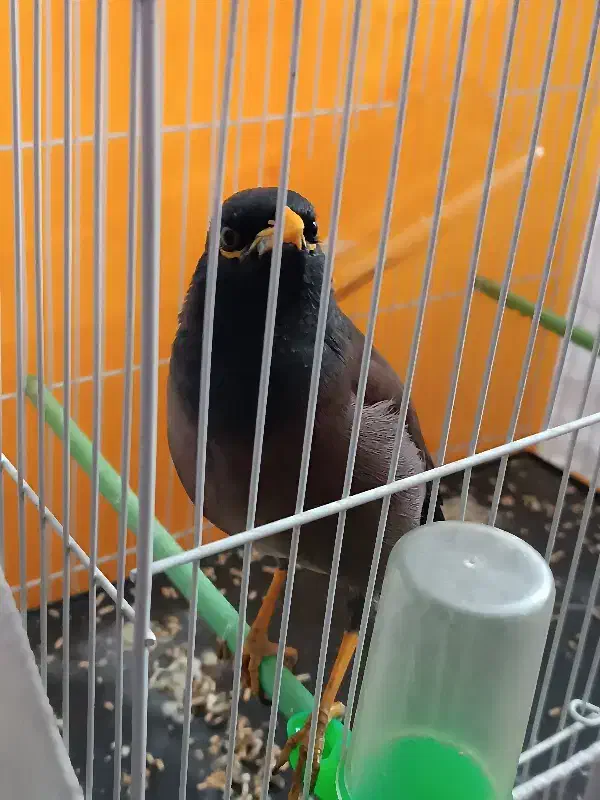 مرغ مینا|پرنده|مشهد, کشف|دیوار