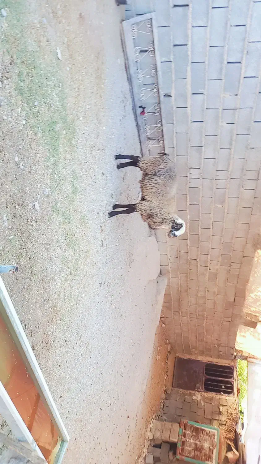 فروش قوچ رومانوف|حیوانات مزرعه|شیراز, آبیاری|دیوار