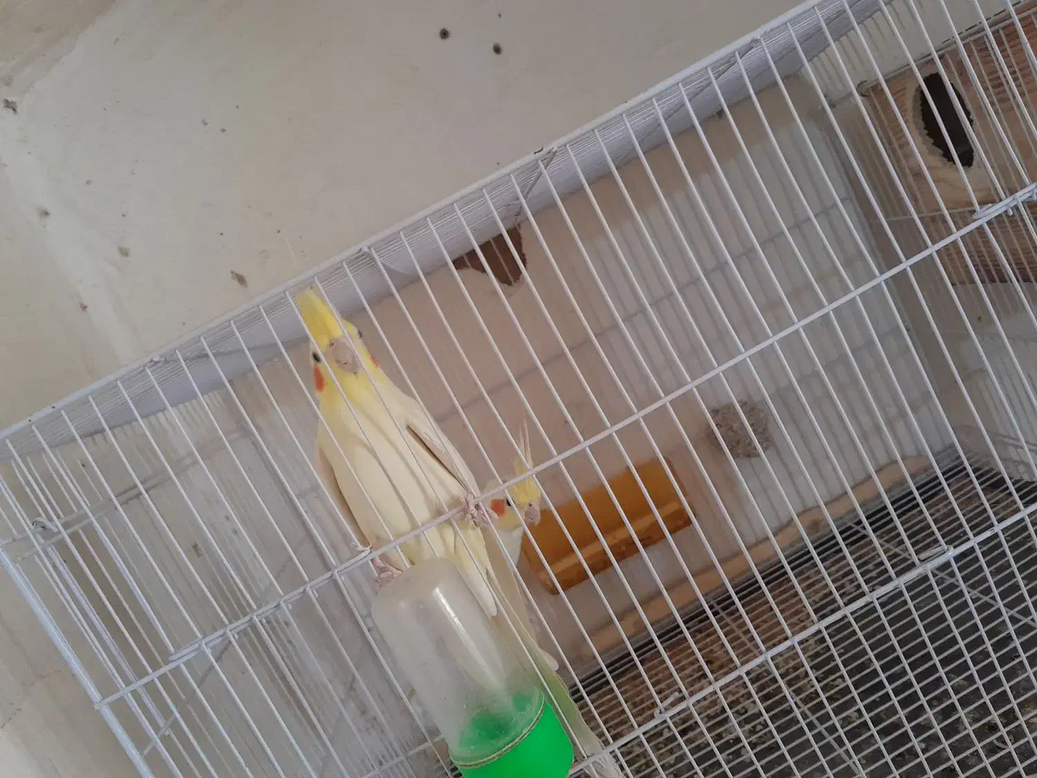 جفت عروس لتینو مولد به شرط|پرنده|تایباد, |دیوار