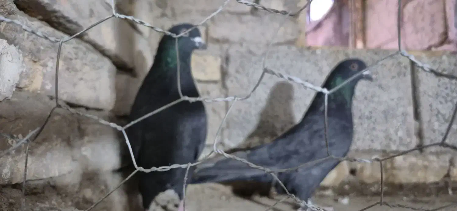 کبوتر زاغ|پرنده|تبریز, |دیوار