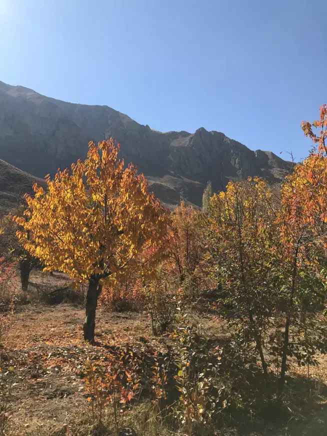 فروش۲۲۰۰ مترباغ جاده چالوس|فروش دفتر صنعتی، کشاورزی، تجاری|آسارا, |دیوار