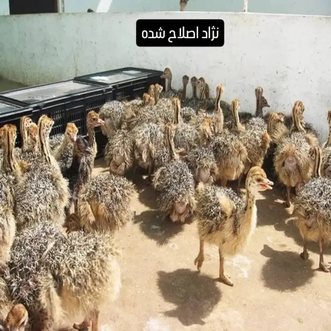 جوجه شترمرغ وماندارین|حیوانات مزرعه|رشت, بلوار گیلان|دیوار