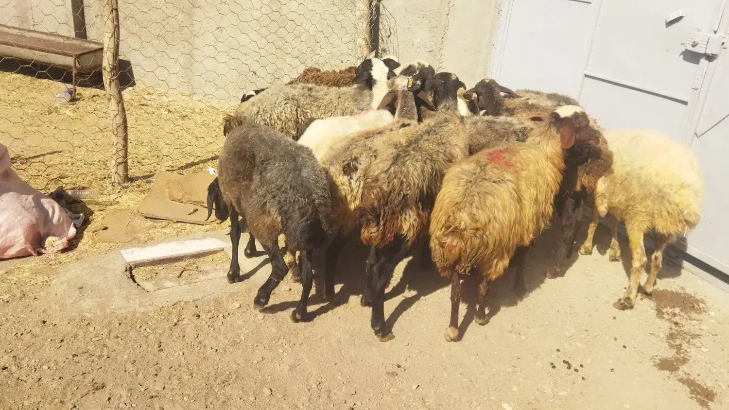 گوسفند میش|حیوانات مزرعه|هشتگرد, هشتگرد قدیم|دیوار