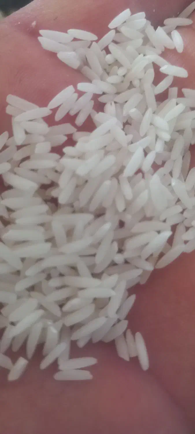 سلام 270کیلوبرنج طارم دم سیاه|خوردنی و آشامیدنی|آق قلا, |دیوار