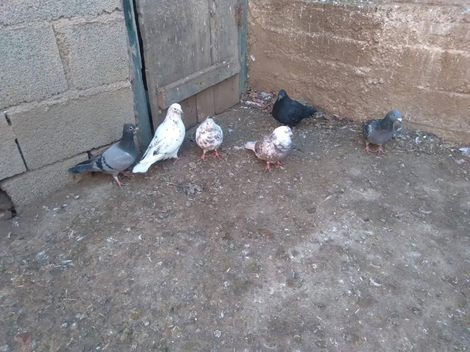 کبوتر|پرنده|اردبیل, |دیوار