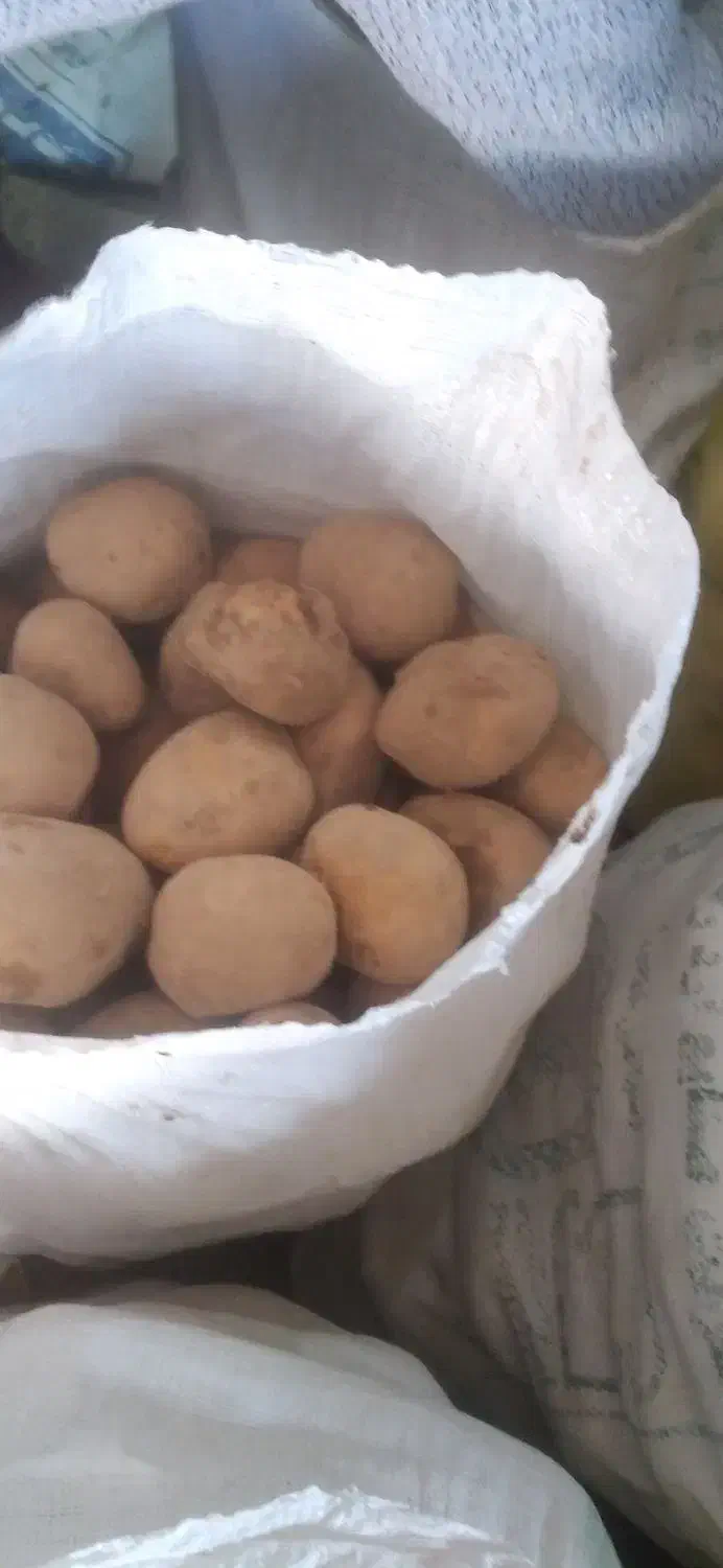 سیب زمینی مغز زرد اگریا|حراج|آبکوه, |دیوار