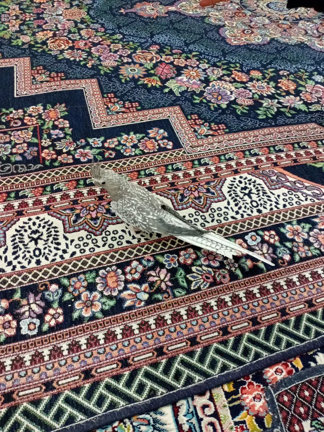 طوطی ماده آماده|پرنده|بروجرد, |دیوار