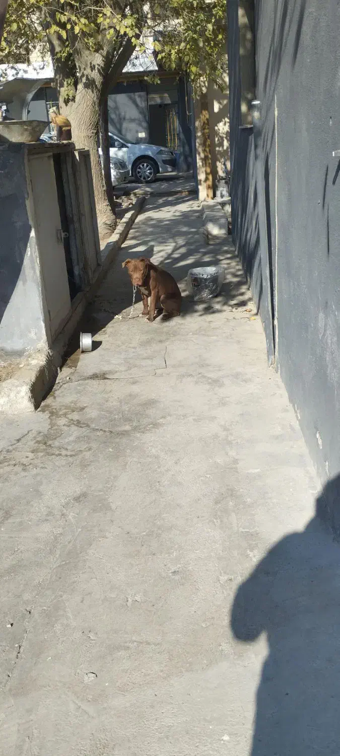 سگ پیتبول گمشده اندیشه فاز یک|حیوانات|اندیشه, شهرک المهدی|دیوار