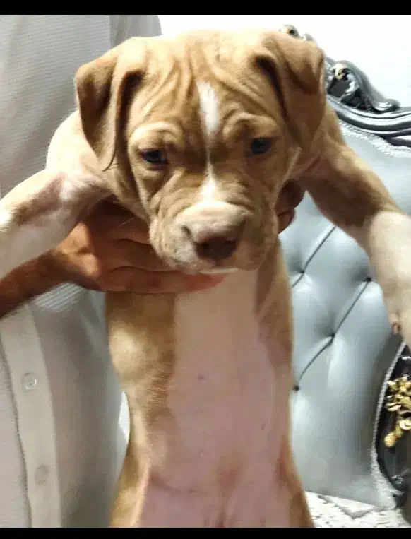 توله پیتبول|سگ|بردسکن, |دیوار