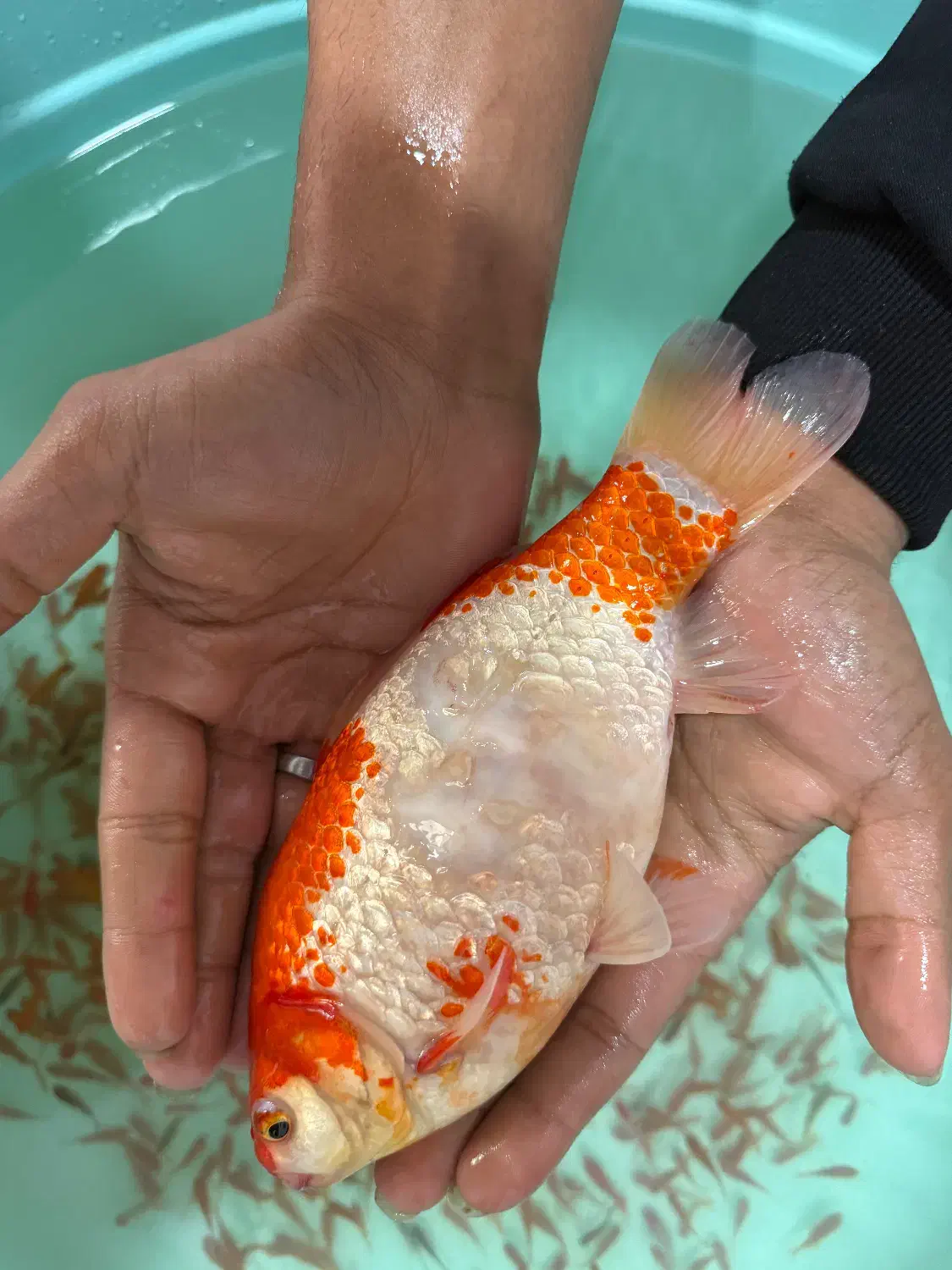 ماهی گلی بری عید|ماهی|مرودشت, بیست متری بیمارستان|دیوار