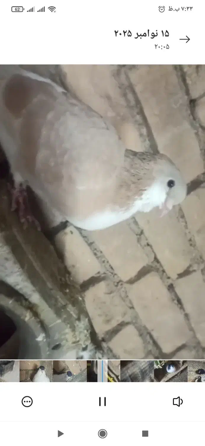 تعدادی کبوتر ساده خال هفت رنگ چپ راست|پرنده|اسفراین, |دیوار