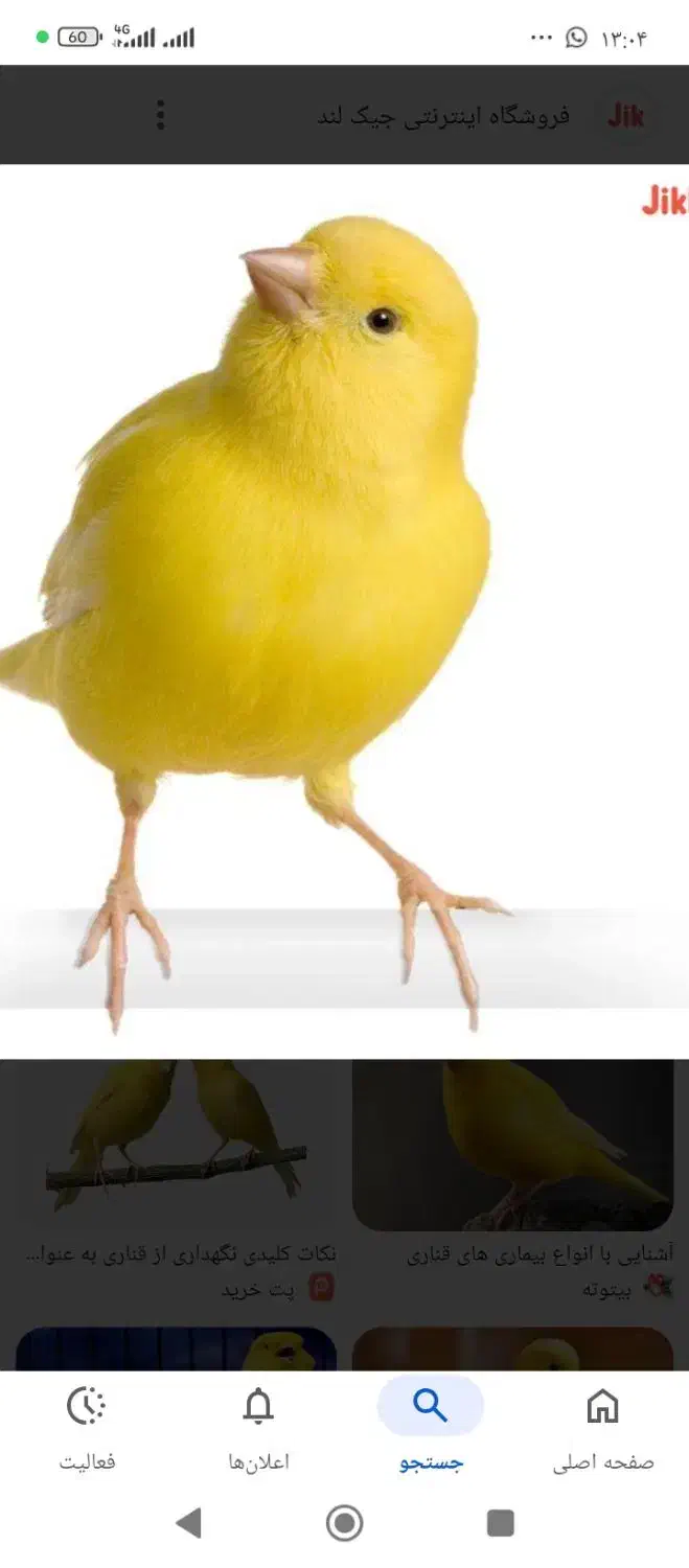 قناری ماده|پرنده|کرمان, |دیوار