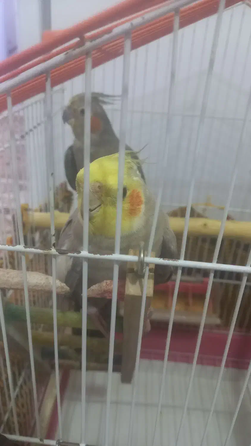 عروس هلندی سخن گو|پرنده|سنندج, |دیوار